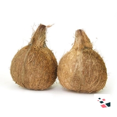 Coconut - Organically Grown